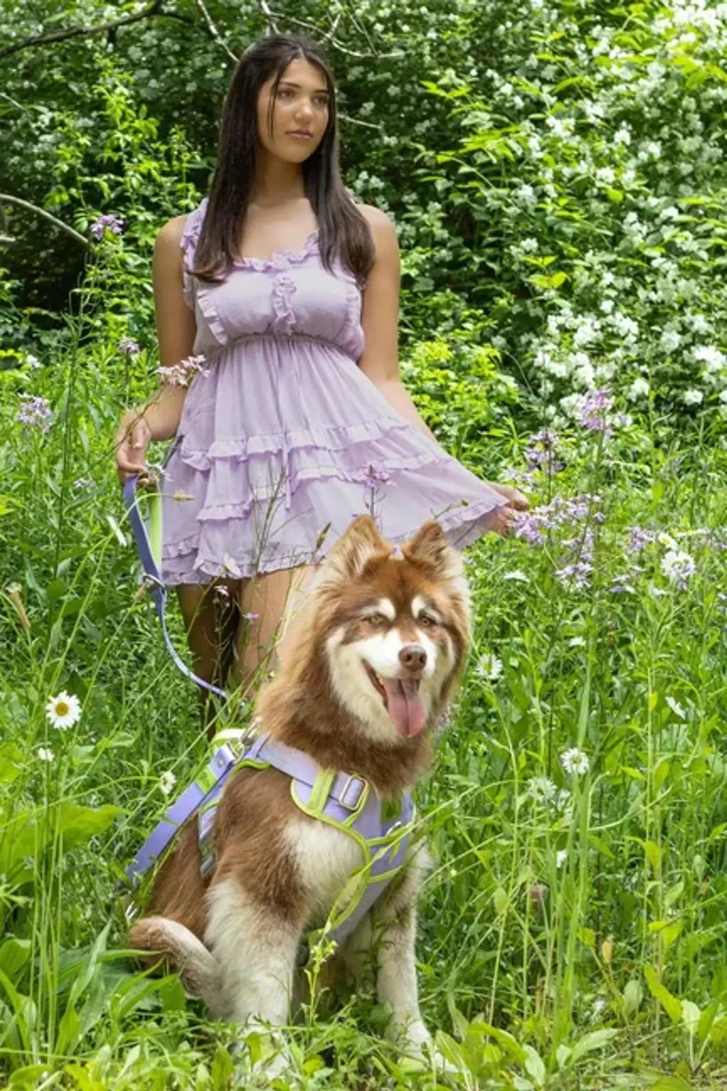 Lavender Garden Dog Harness