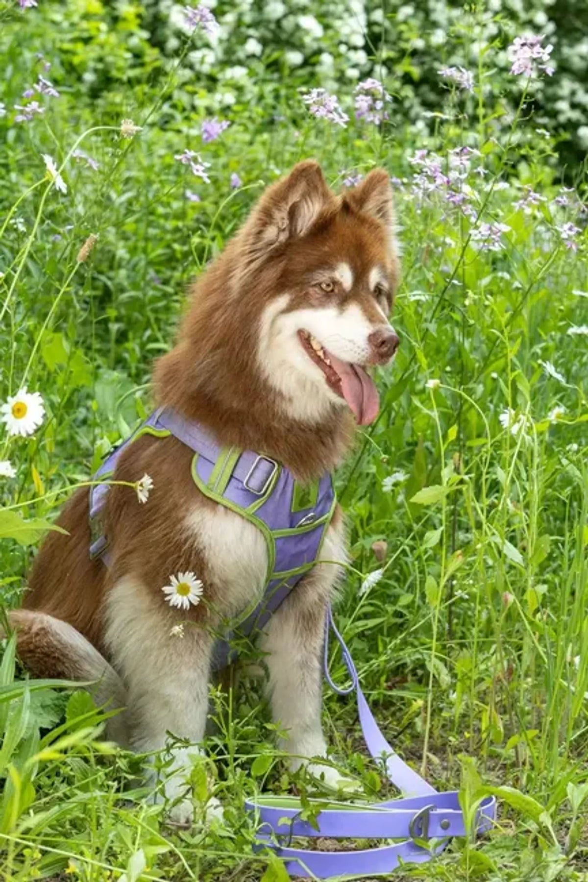 Lavender Garden Dog Harness