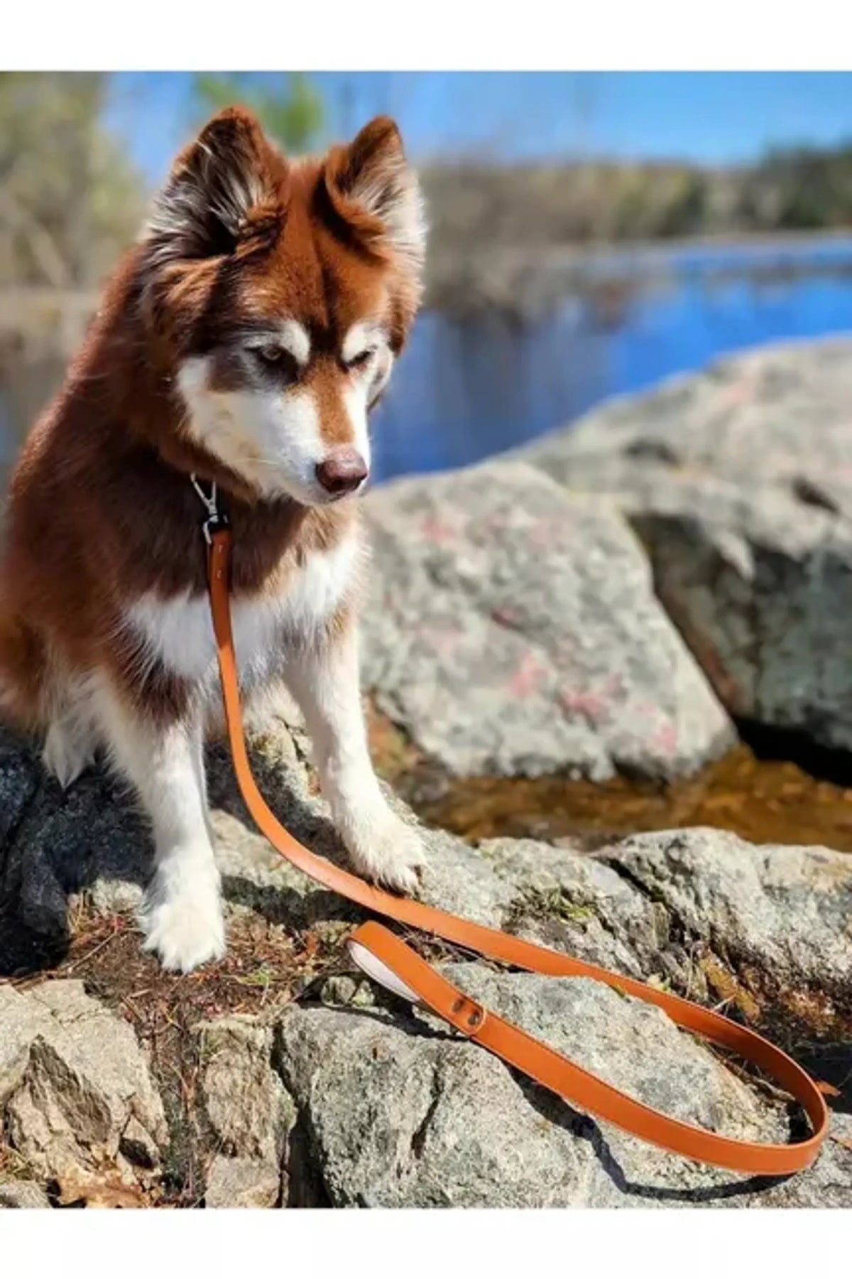 Sierra Sunrise Dog Leash