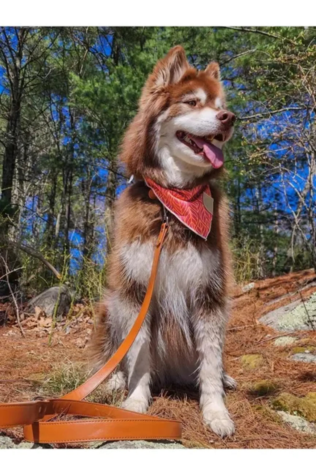 Sierra Sunrise Dog Leash