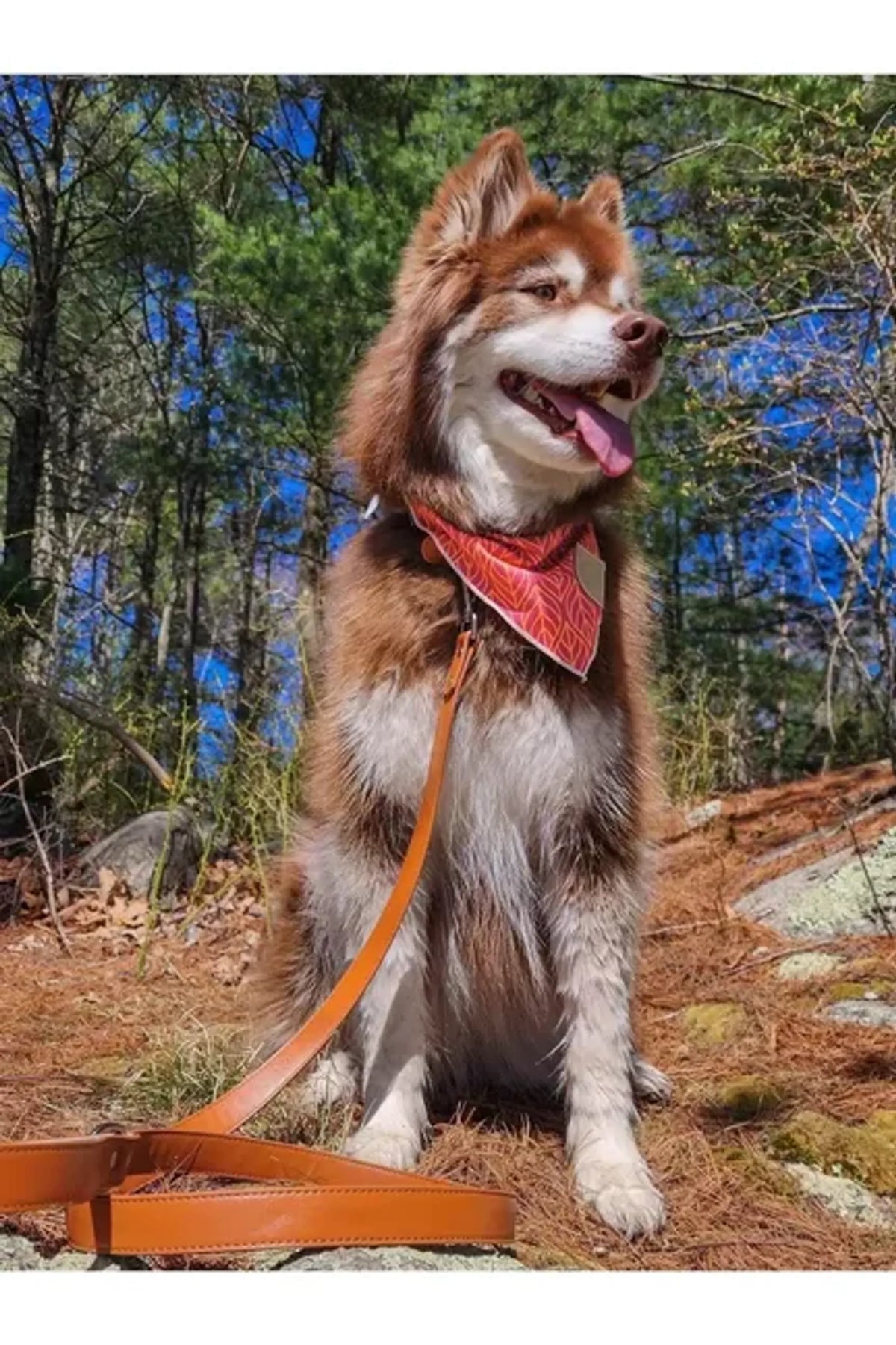 Sierra Sunrise Dog Leash