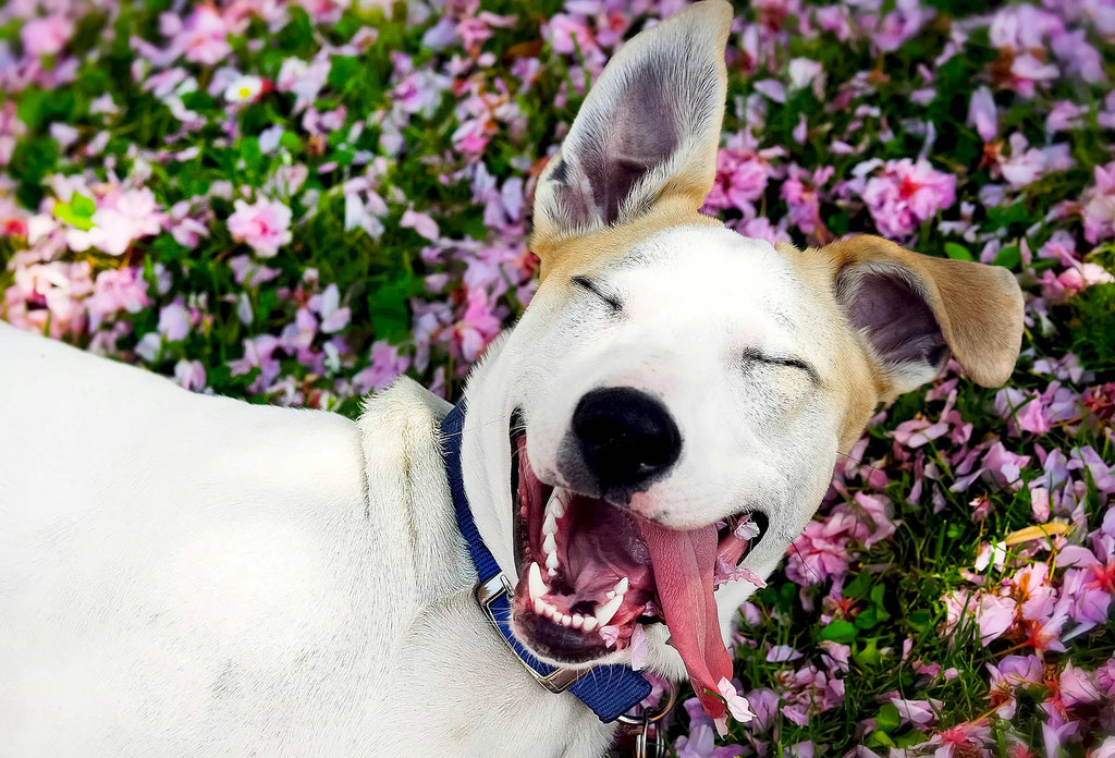 Geranium Sage Dog Coat Spray