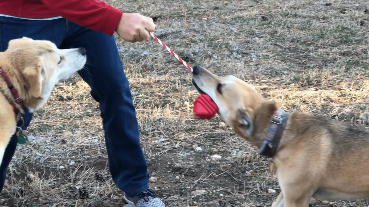 Heart Rubber Tug Dog Toy