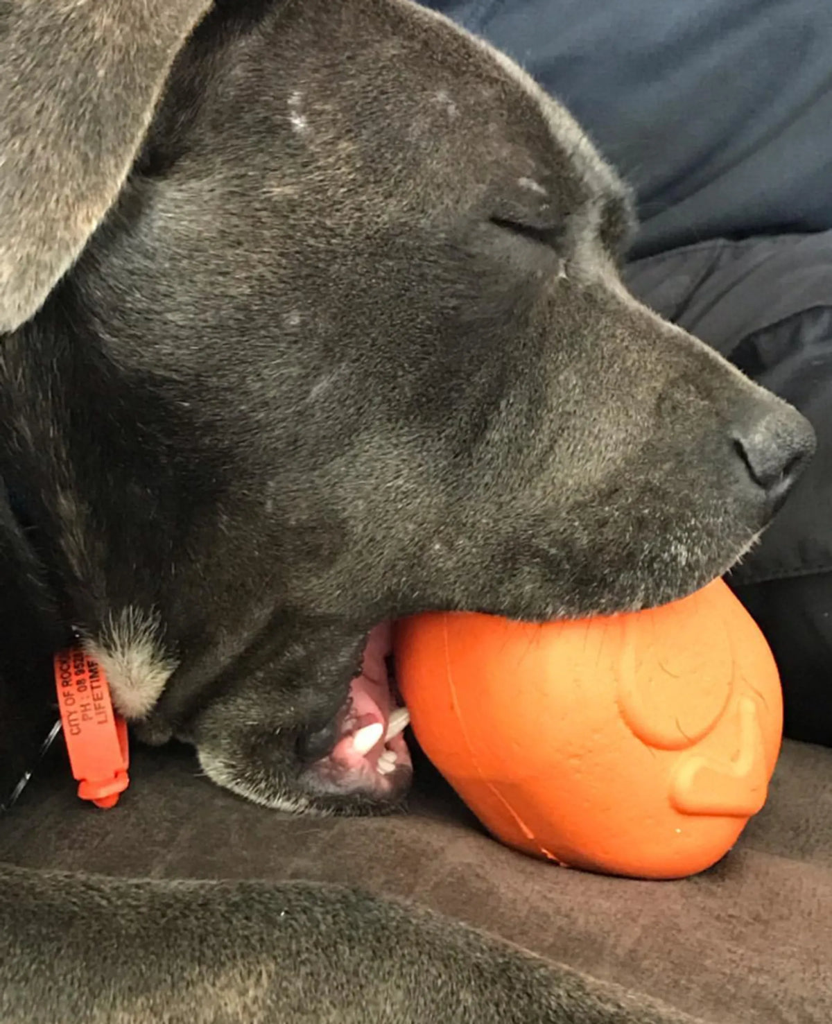 Roasted Turkey Treat Dispenser Dog Toy