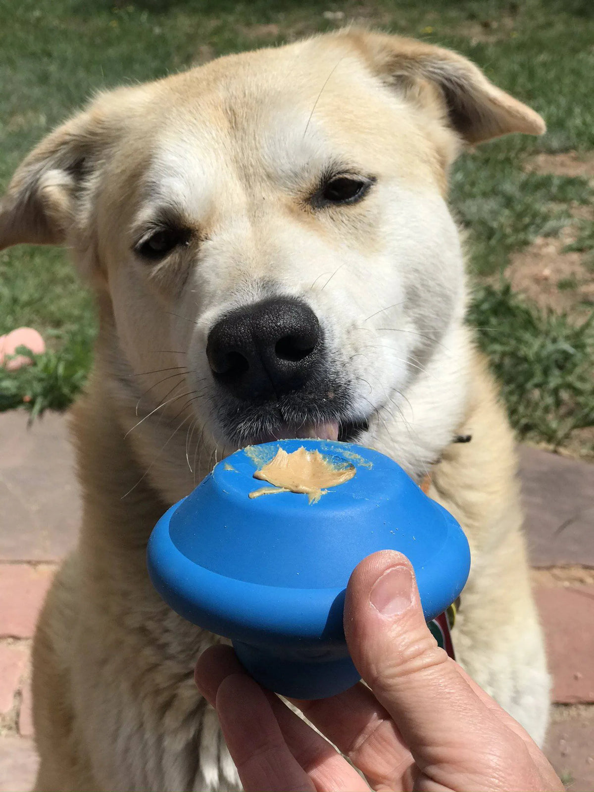Flying Saucer Treat Dispenser Dog Toy