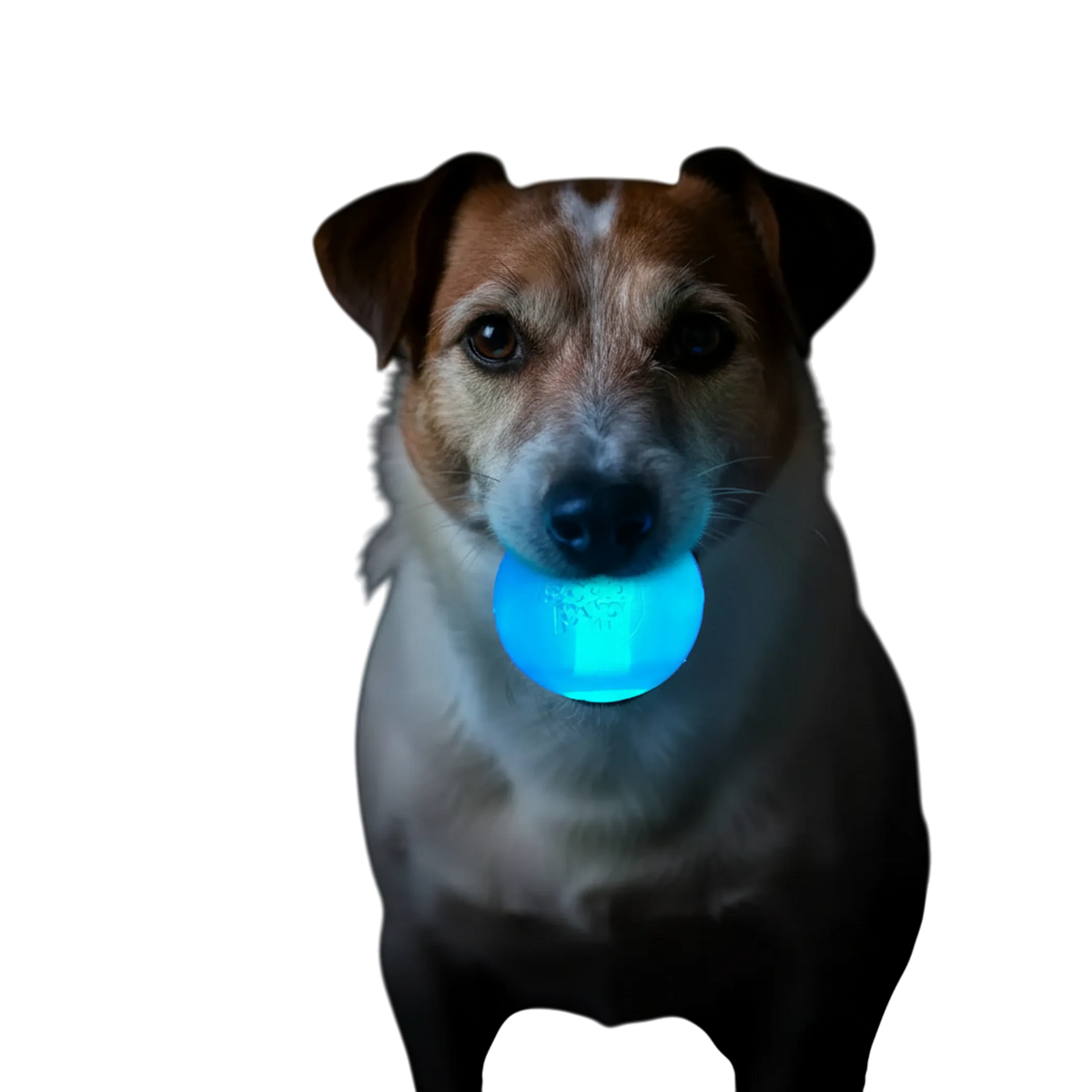 Light-Up Strobe Ball Dog Toy