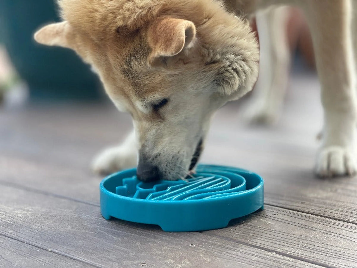 Baja Slow Feeder Dog Bowl