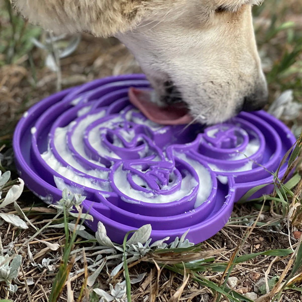 Water Frog Slow Feeder Dog Bowl